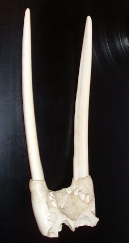 item no: 230899