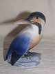 Kingfishers
B & G