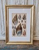 1800s hand-colored print with conchia in beautiful old silver frame