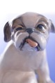 Dahl Jensen  figurine 1134  Pekinese puppy