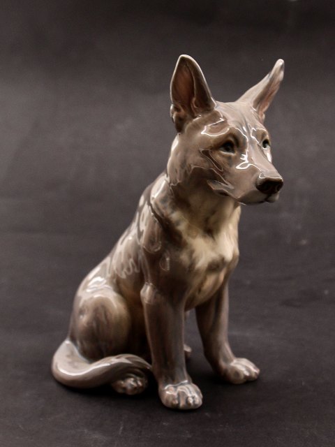 Dahl Jensen schæfer hund 1132